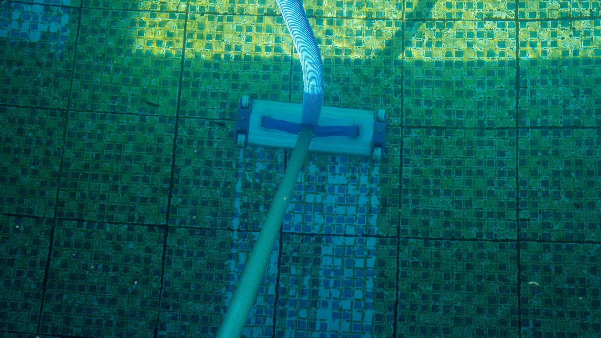 don't swim with algae in pool
