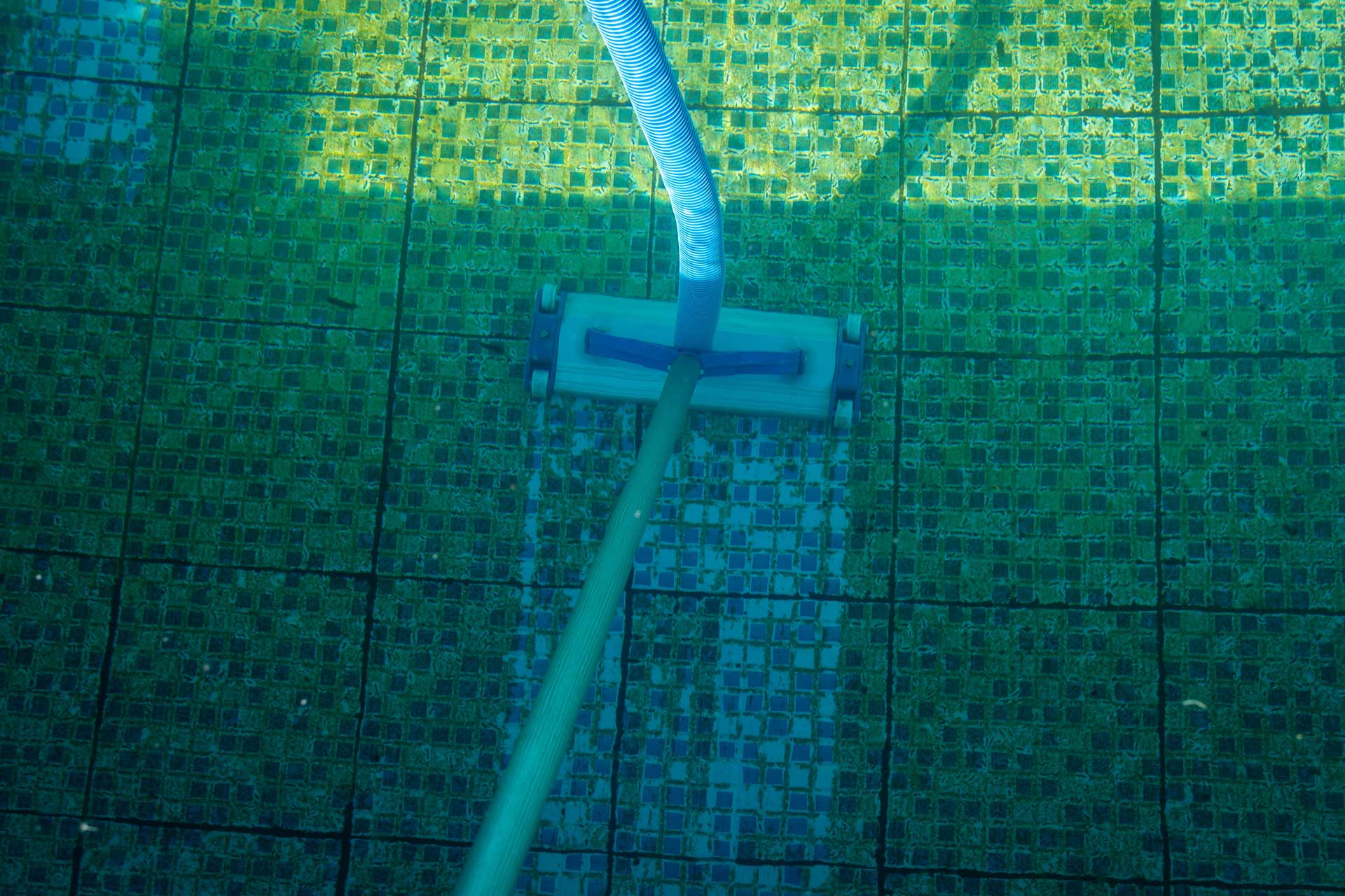don't swim with algae in pool