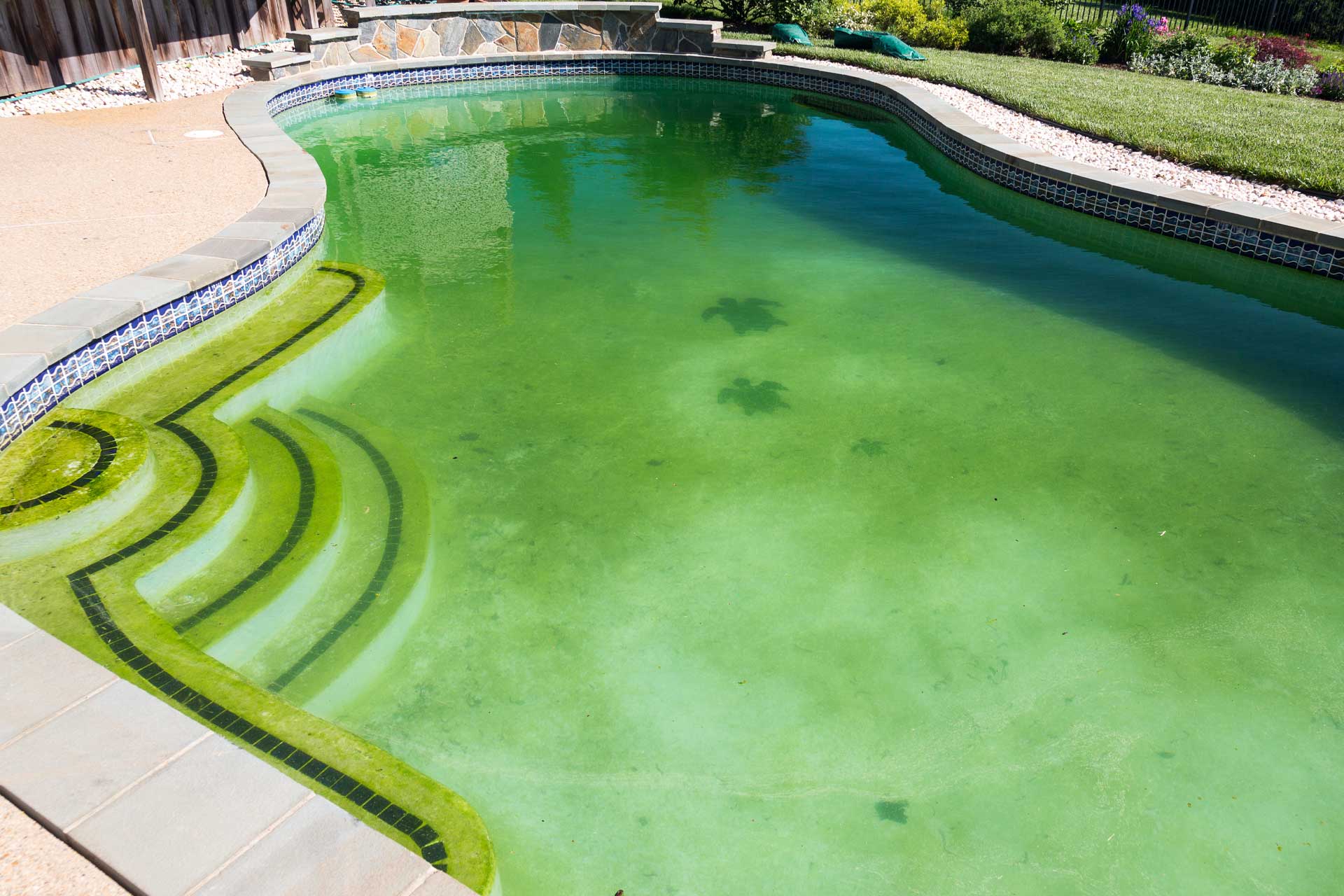pool turned green